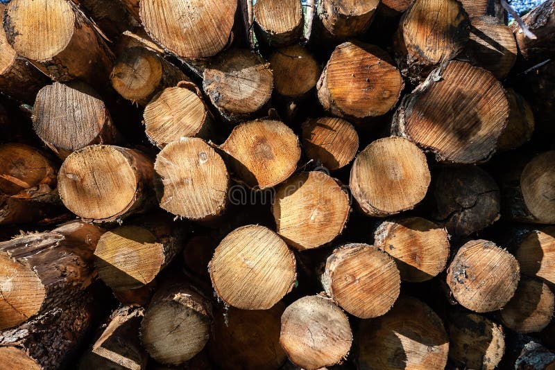 Pile of wood logs