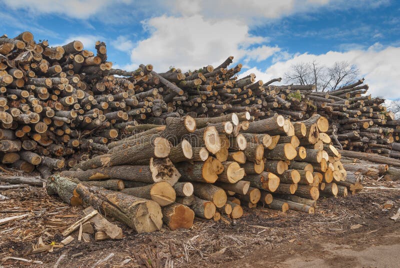 Pile of wood logs