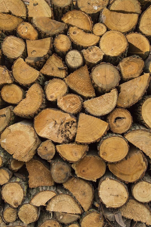 Fuelwood stock photo. Image of stock, fuel, forest, tree 24262134