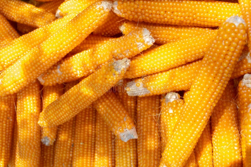 Dried Corn on the Cob in a Pile stock photography Dried Corn on the Cob in a Pile stock photography