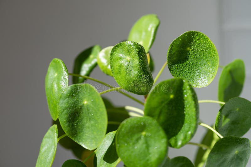 Pilea peperomioides after spraying with water. Chinese money plant with water drops on leaves.