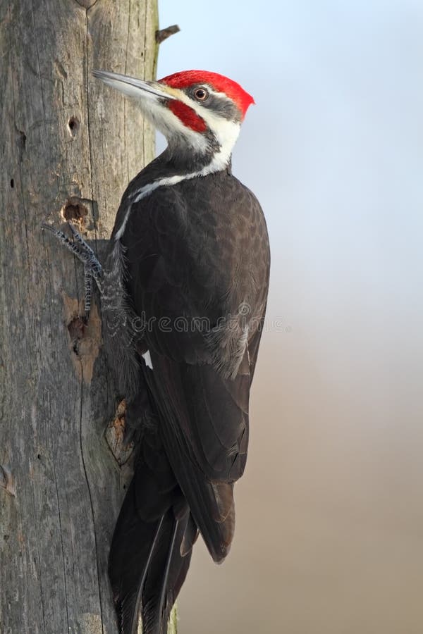 Pileated Woodpecker