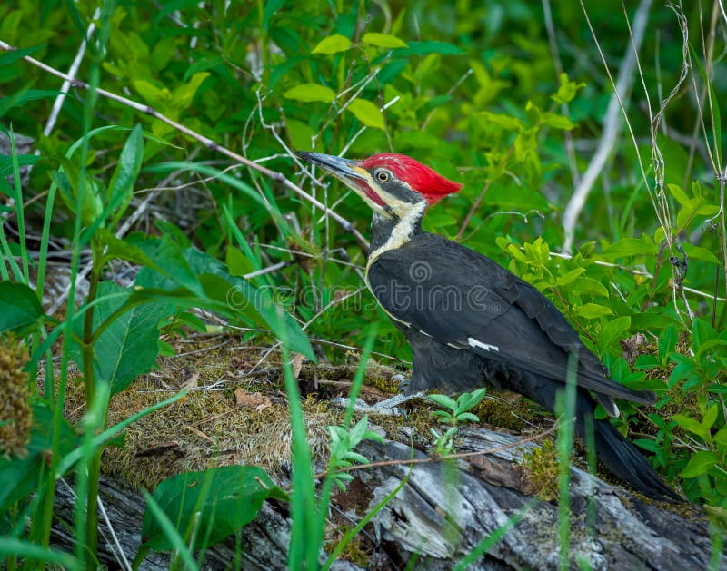 Great Smoky Mountain National Park Pileated Woodpecker in Cade&#x27;s Cove