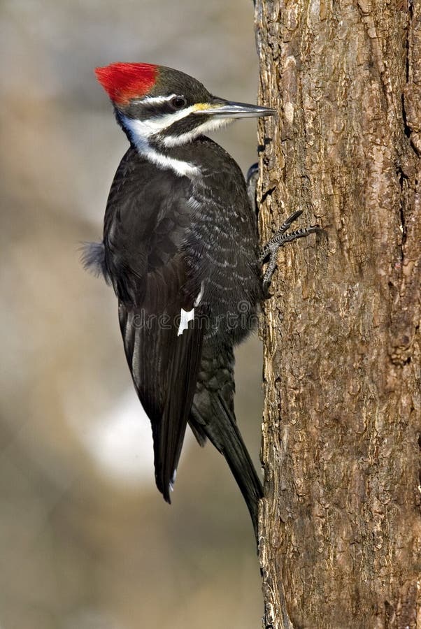 Pileated Woodpecker (Dryocopus Pileatus) Stock Photo - Image of