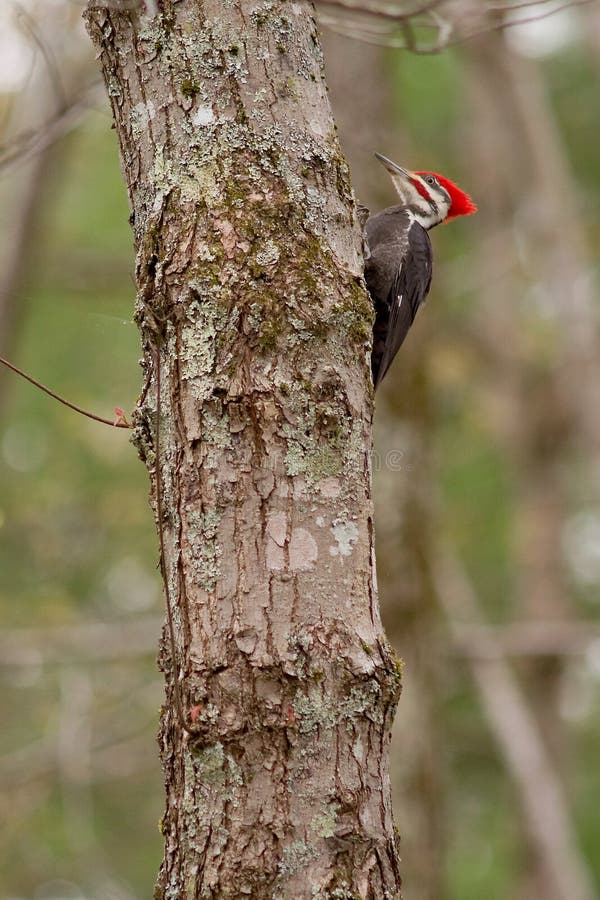 A Pileated Red Headed Woodpecker Stares Directly at You in Cacapon