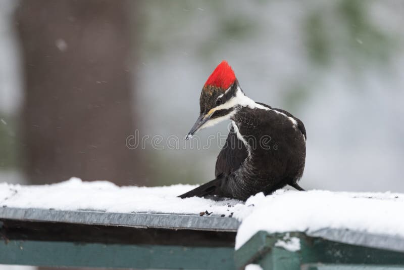 Pileated Woodpecker Dryocopus pileatus. Big black woodpecker with red crown, lands on a feeding platform in woodland snow.