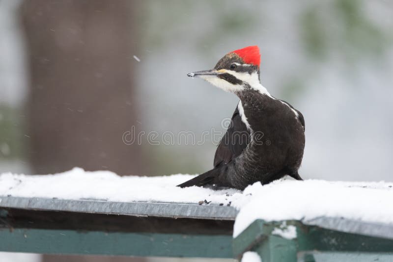 Pileated Woodpecker Dryocopus pileatus. Big black woodpecker with red crown, lands on a feeding platform in woodland snow.