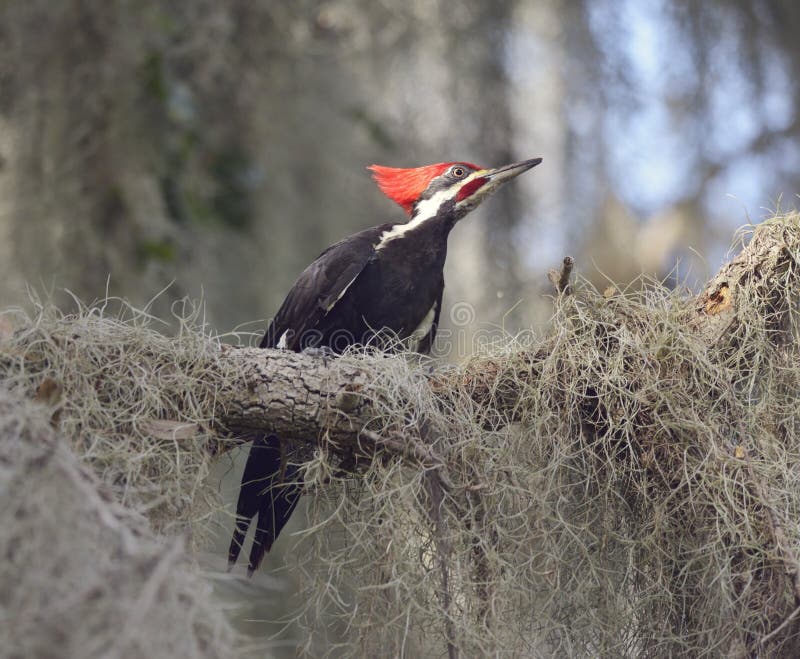 Pileated Woodpecker in Florida Wetlands Stock Photo - Image of outdoor