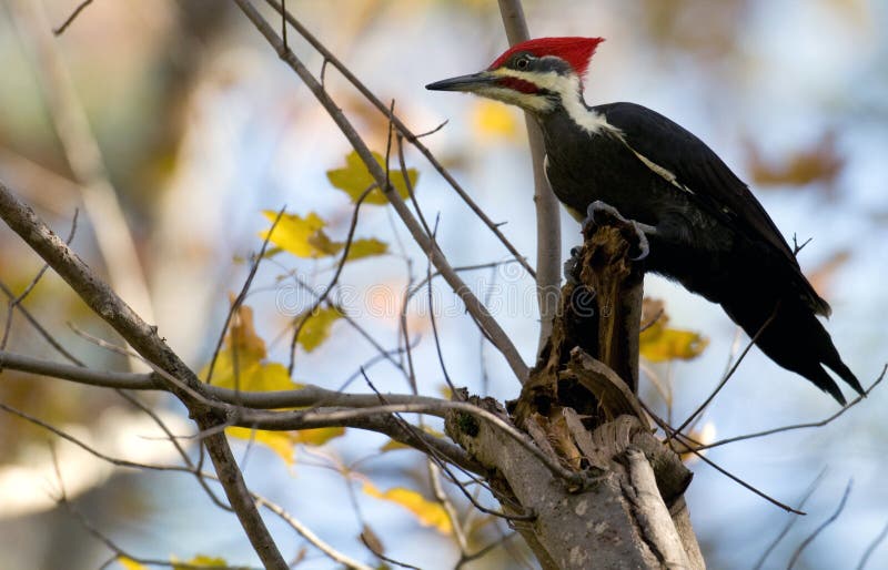 Pileated Woodpecker Storing Food Stock Photos - Free & Royalty-Free