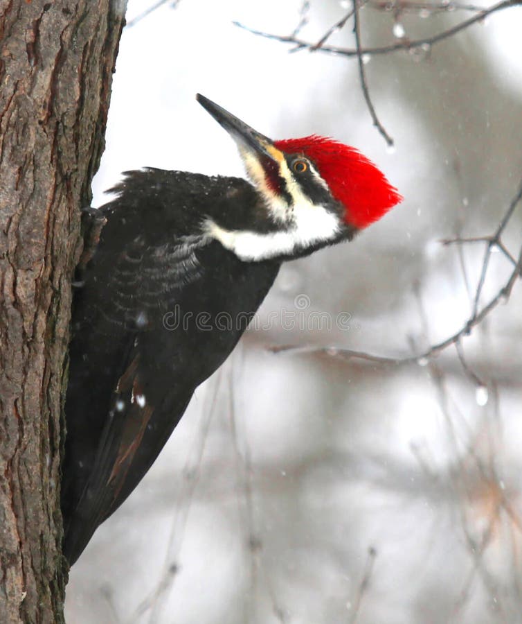 Pileated Woodpecker Sitting on a Tree Stock Photo - Image of sitting
