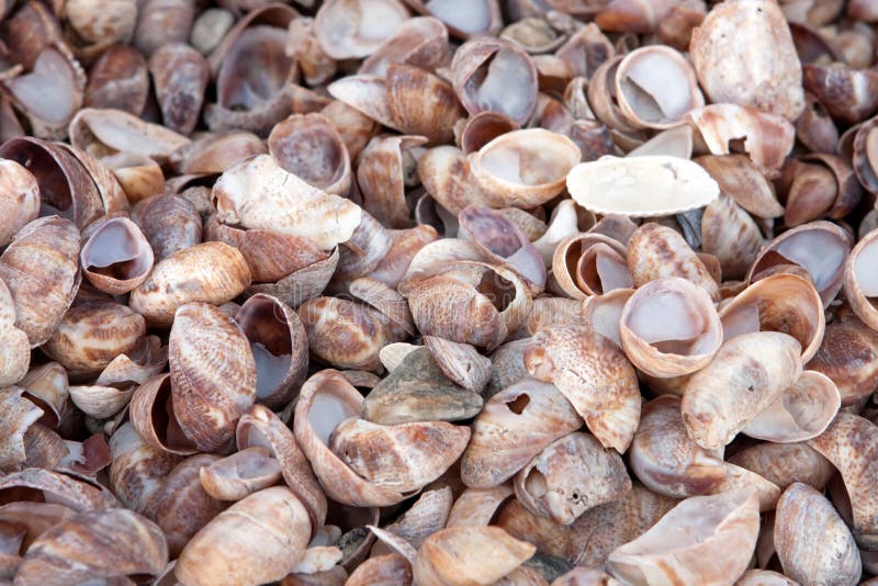 Close up of a pile of beautiful sea shells on the New England shoreline. Close up of a pile of beautiful sea shells on the New England shoreline.