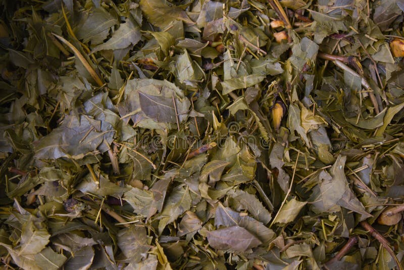 Piled up dried neem leaves kept to prepare organic pesticide for home garden. close up shot for copy space background