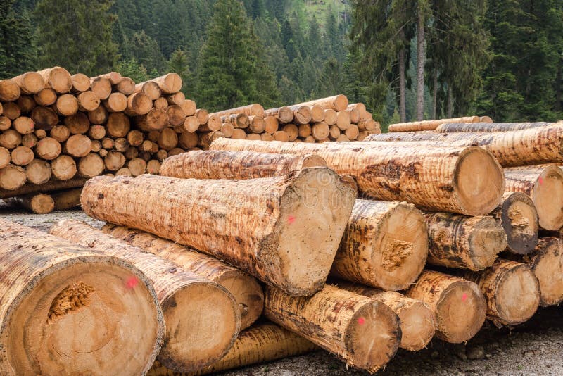 Piles of Logs along a Forest Road in the Alps royalty free stock photography