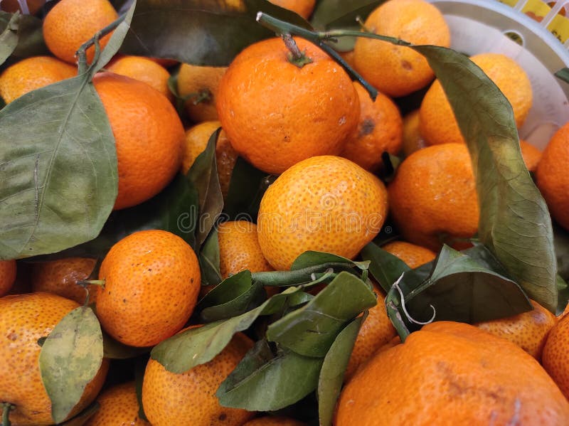 Piles of Oranges Named Santang in the Store Stock Photo Image of named, orange 206715596