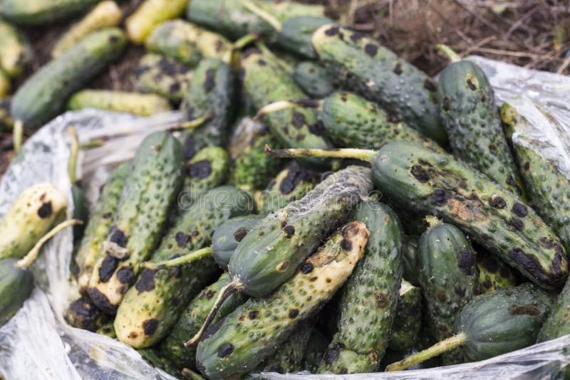 Piles Of Rotten Cucumbers On The Landfill Stock Image Image of dump
