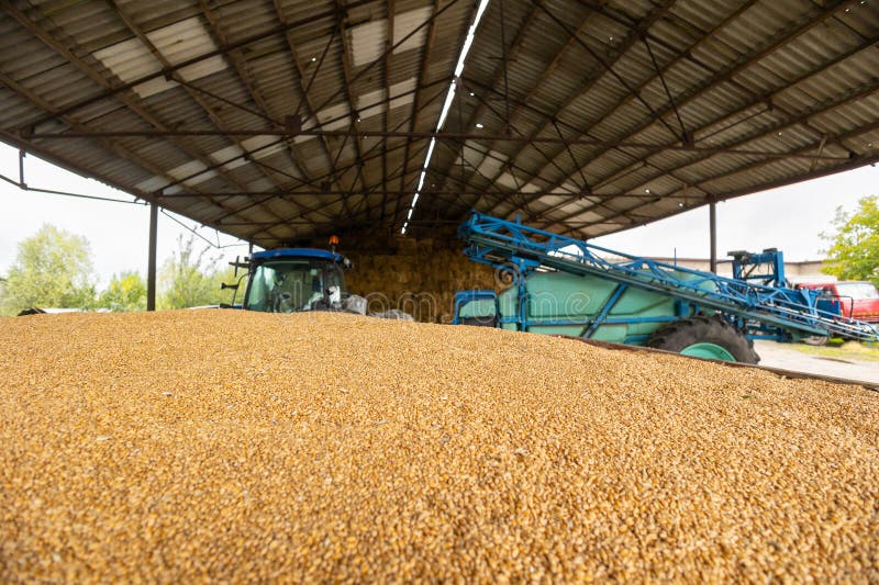 Piles of Wheat Grains at Mill Storage or Grain Elevator. the Main