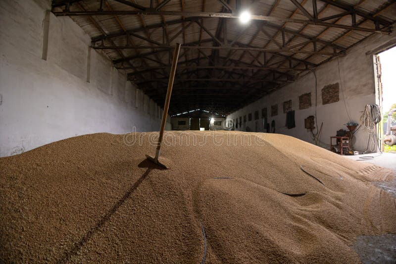 Piles of Wheat Grains at Mill Storage or Grain Elevator. the Main