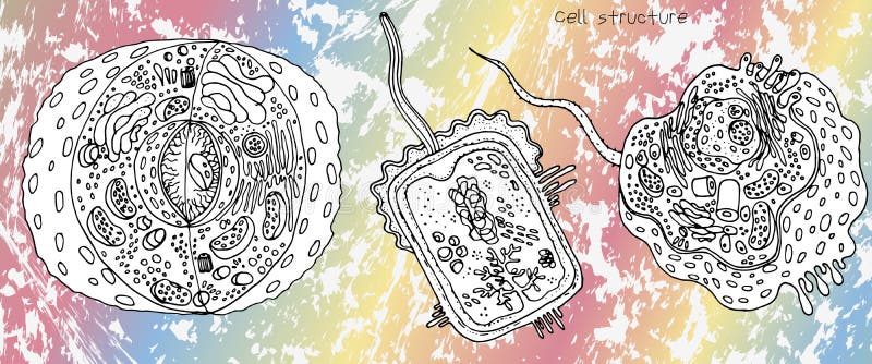 Pilha animal, estrutura bacteriana da pilha e de pilha da planta, anatomia colorida detalhada de seção transversal no inclinação ilustração do vetor Pilha animal, estrutura bacteriana da pilha e de pilha da planta, anatomia colorida detalhada de seção transversal no inclinação ilustração do vetor