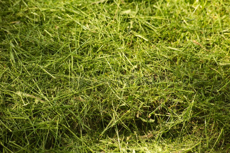 Pilha da grama cortada fresca