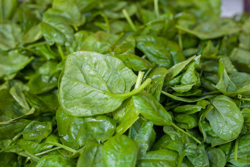 Pilha das folhas verdes frescas dos espinafres imagens de stock Pilha das folhas verdes frescas dos espinafres imagens de stock