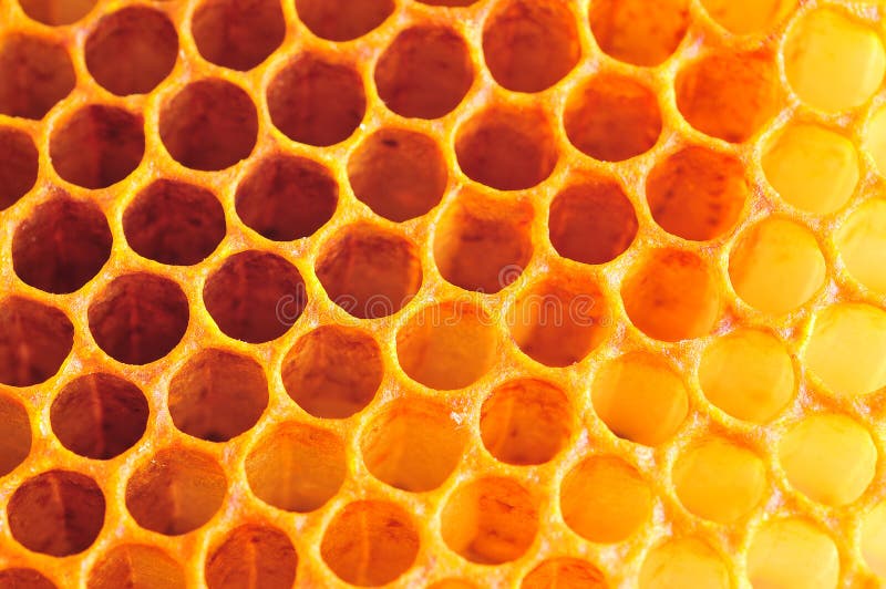 Close up of honey cell. Close up of honey cell