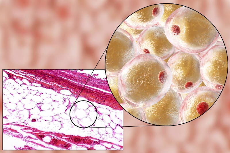White adipose tissue, light micrograph and 3D illustration, hematoxilin and eosin staining, magnification 100x. Fat cells (adipocytes) have large lipid droplet which remains unstained. White adipose tissue, light micrograph and 3D illustration, hematoxilin and eosin staining, magnification 100x. Fat cells (adipocytes) have large lipid droplet which remains unstained