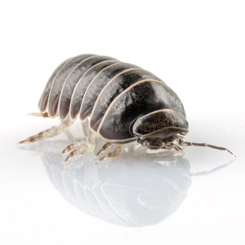 Pill-bug armadillidium vulgare species isolated on white background