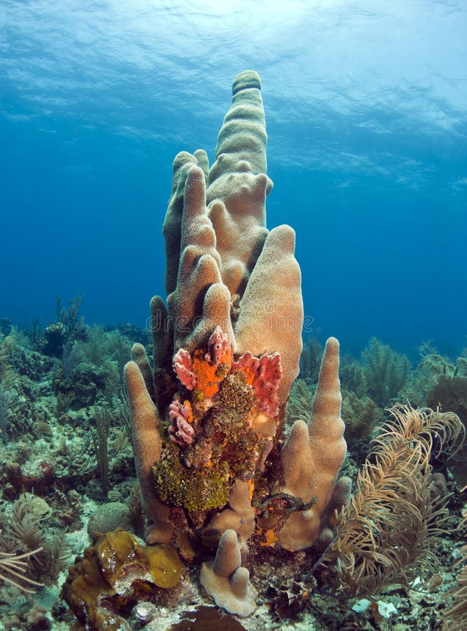 Pillar coral (Dendrogyra cylindricus) is a hard coral (order Scleractinia) found in the western Atlantic Ocean. Pillar coral (Dendrogyra cylindricus) is a hard coral (order Scleractinia) found in the western Atlantic Ocean