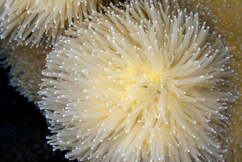 Pillar coral,Dendrogyra cylindricus is a hard coral order Scleractinia found in the western Atlantic Ocean and the Caribbean Sea.