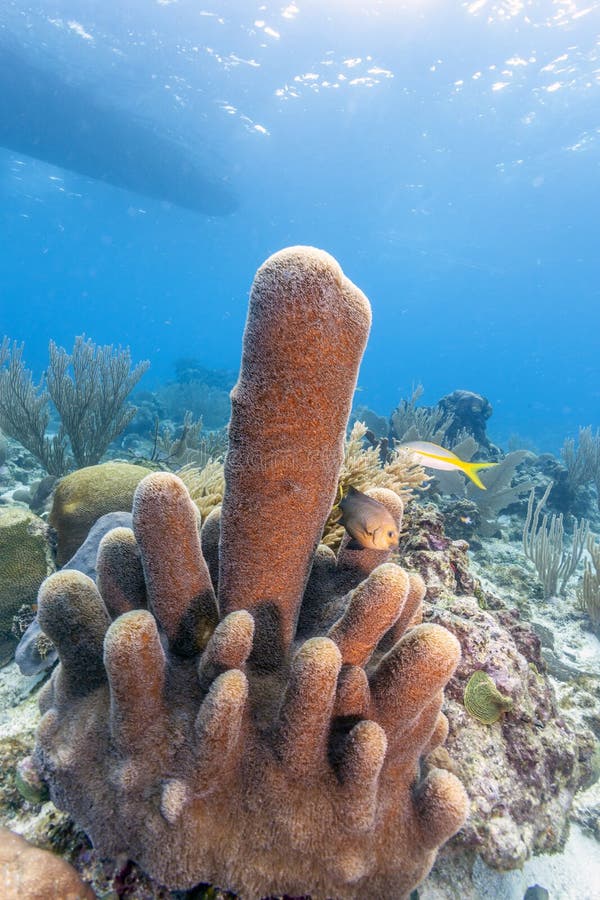 Coral reef off  the coast of the island of Roatan. Coral reef off  the coast of the island of Roatan