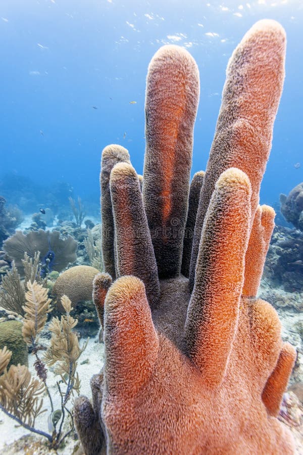 Coral reef off  the coast of the island of Roatan. Coral reef off  the coast of the island of Roatan