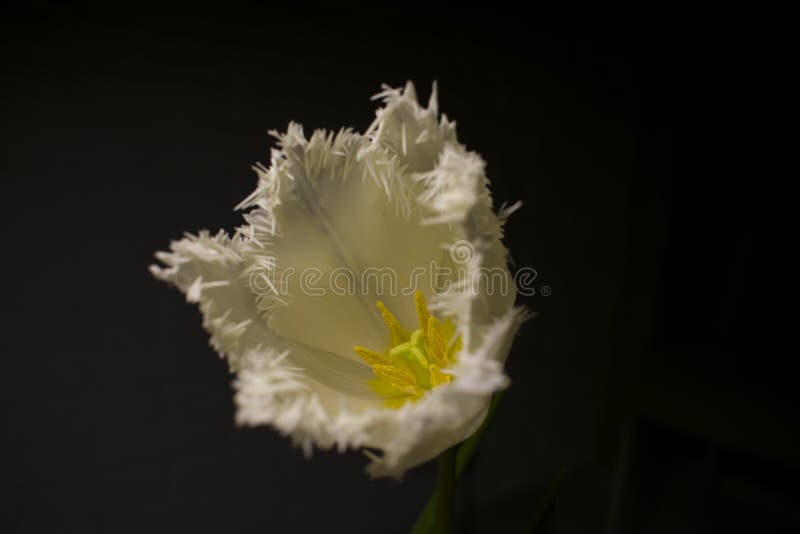Pilon jaune de fleur images libres de droits Pilon jaune de fleur images libres de droits