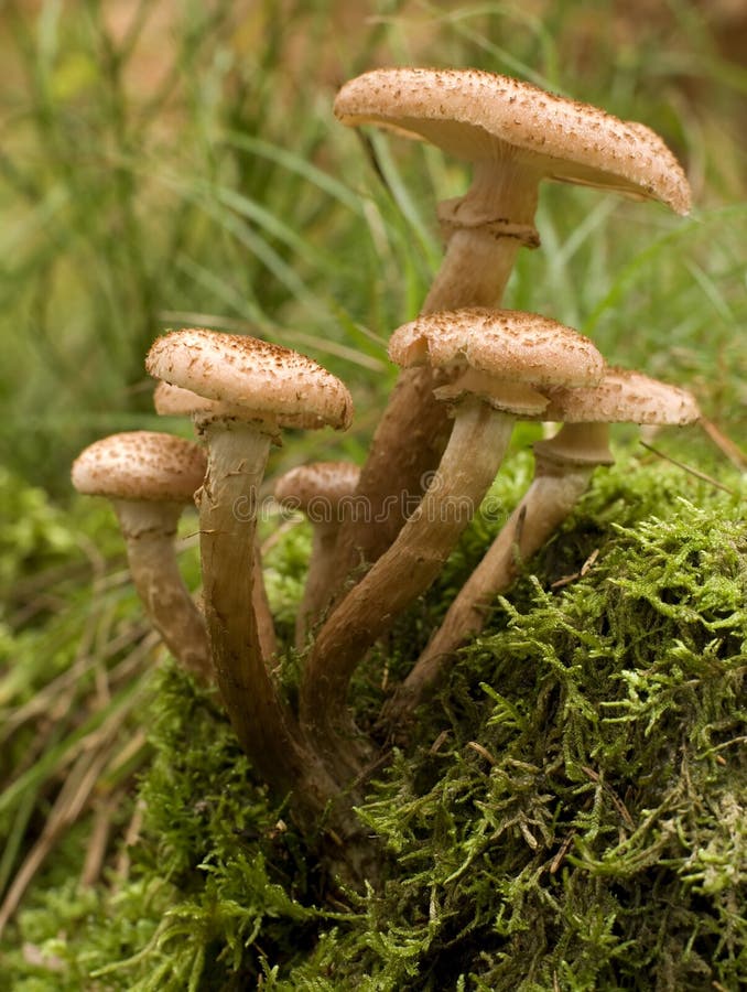 Brown armillaria edible mushroom close up shoot. Brown armillaria edible mushroom close up shoot