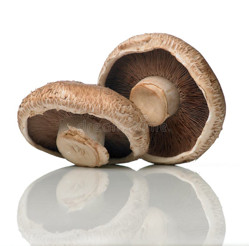 Pilz lizenzfreie stockfotografie Pilz lizenzfreie stockfotografie
