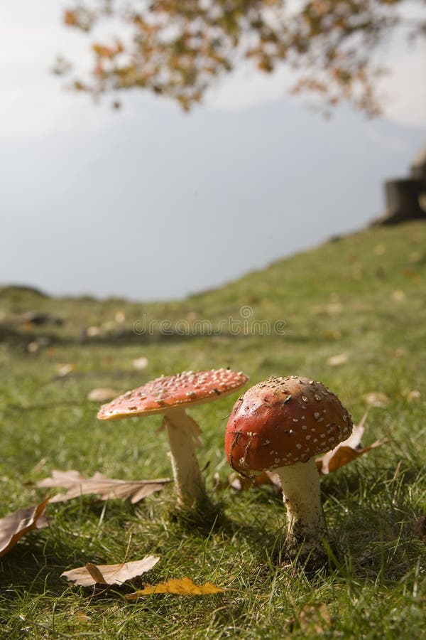 Pair of red patches mushrooms. Pair of red patches mushrooms