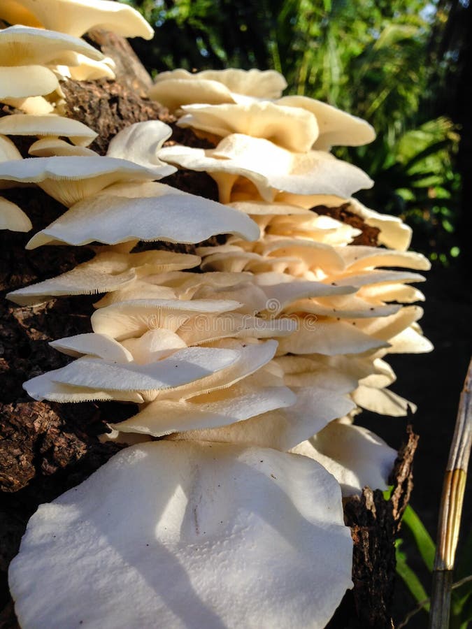 Pilz auf Mangobaum stockbild. Bild von nave, fungizid
