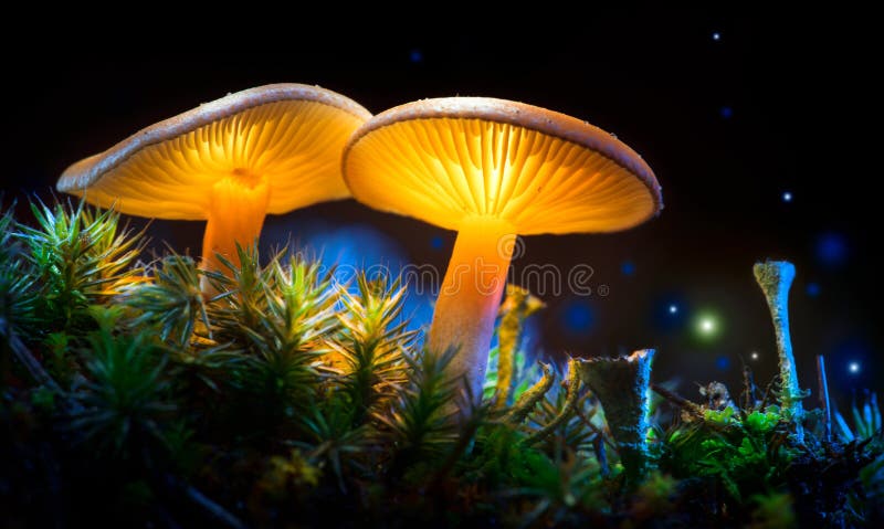 pilz Glühende Pilze der Fantasie im Geheimnisdunkelheitswald lizenzfreie stockfotografie pilz Glühende Pilze der Fantasie im Geheimnisdunkelheitswald lizenzfreie stockfotografie