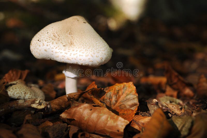 Pilz im Wald stockfotos Pilz im Wald stockfotos
