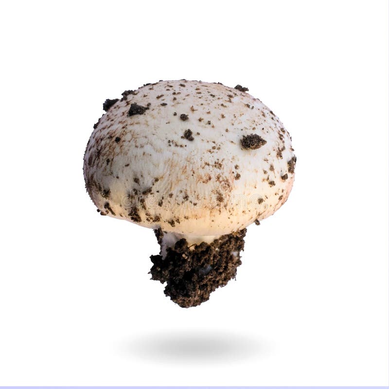Pilzchampignon lokalisiert auf weißem Hintergrund stockfotos Pilzchampignon lokalisiert auf weißem Hintergrund stockfotos
