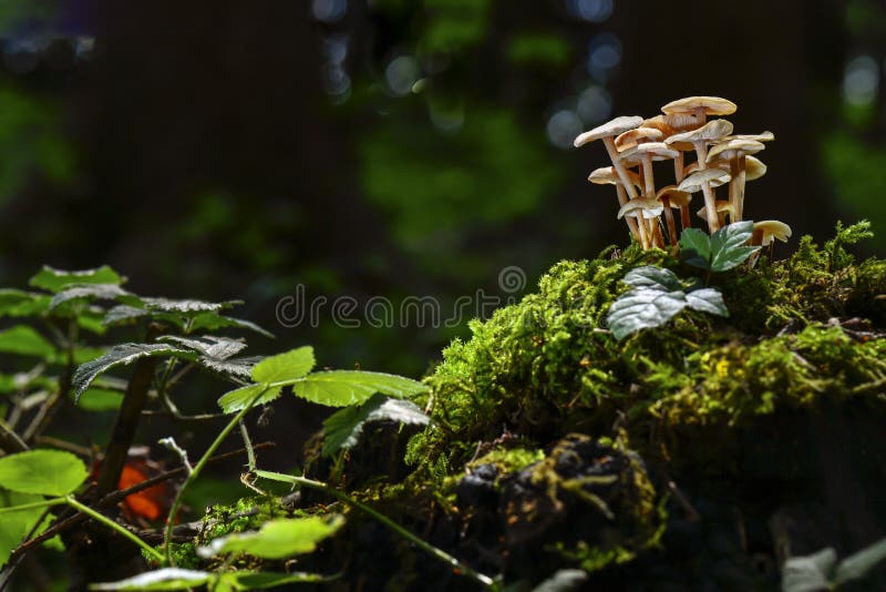 pilze stockbild pilze stockbild