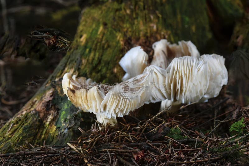 pilze stockfotografie pilze stockfotografie