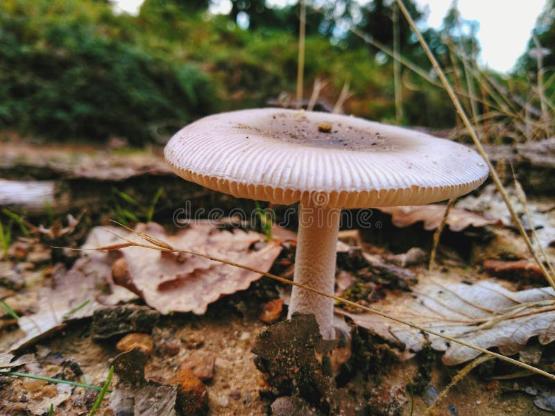 Pilze lizenzfreies stockbild Pilze lizenzfreies stockbild