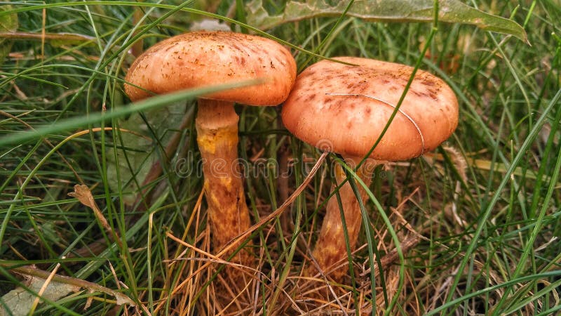 Pilze stockfotos Pilze stockfotos