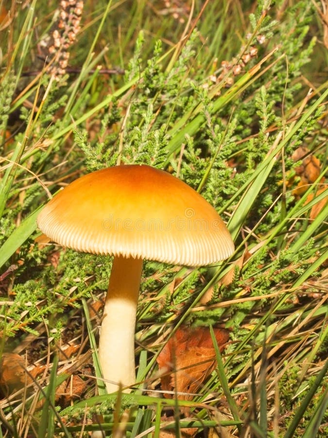 Pilze 2 stockbilder Pilze 2 stockbilder