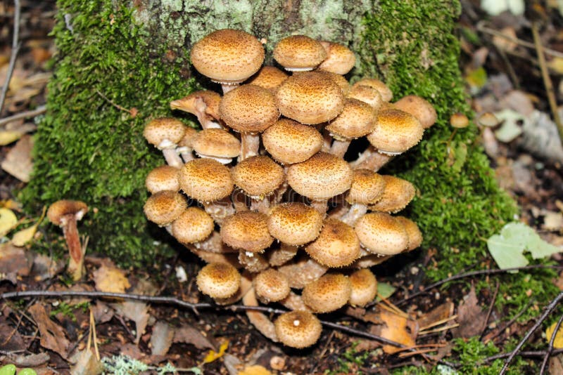 Pilze stockfoto Pilze stockfoto