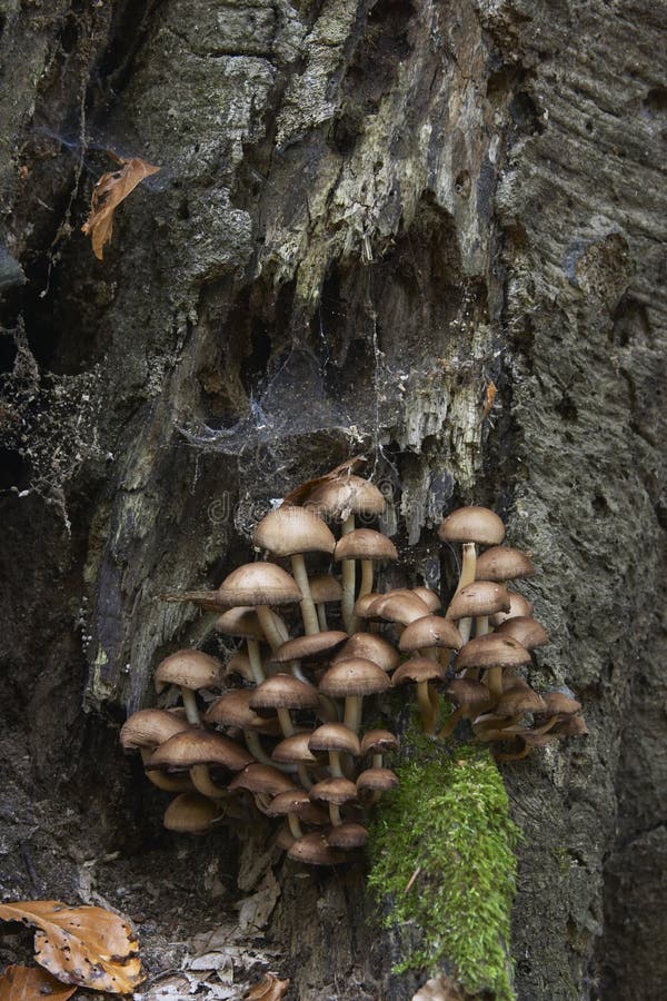 Mushroom Family. Mushroom Family