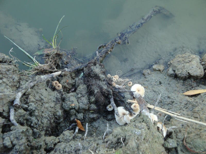 Pilze in der Bank von einem Fluss stockfoto Pilze in der Bank von einem Fluss stockfoto