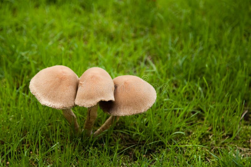 Pilze Auf Rasen