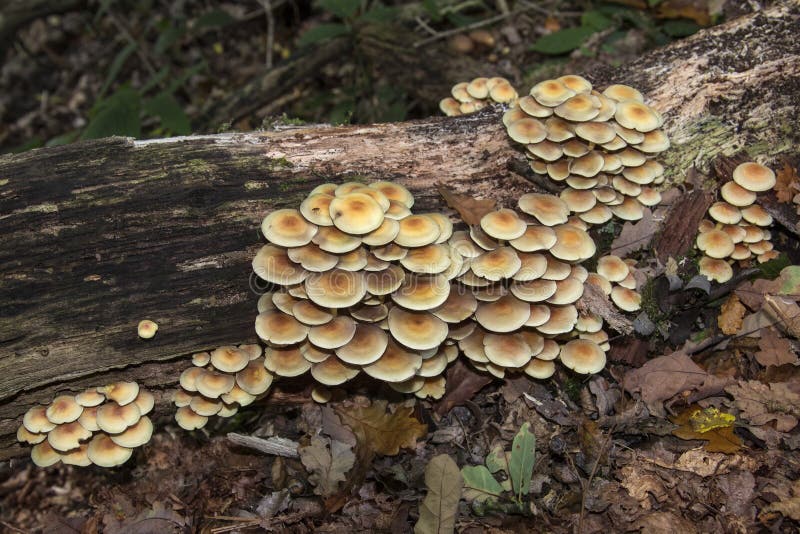 Pilze, die auf einem toten Baum wachsen stockbilder