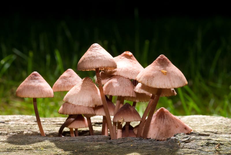 Pilze, Die In Verfallendem Holz Wachsen Stockbild Bild